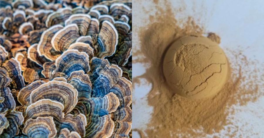 Turkey Tail Mushroom Benefits