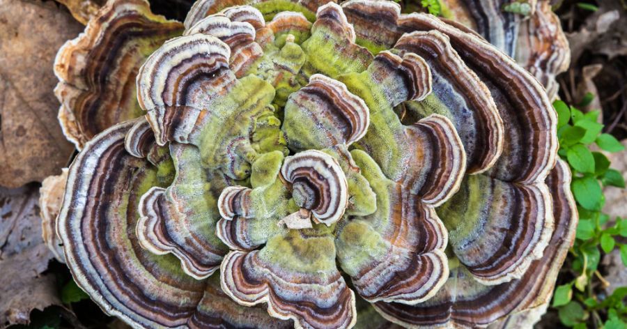 Adaptogenic Mushrooms 101