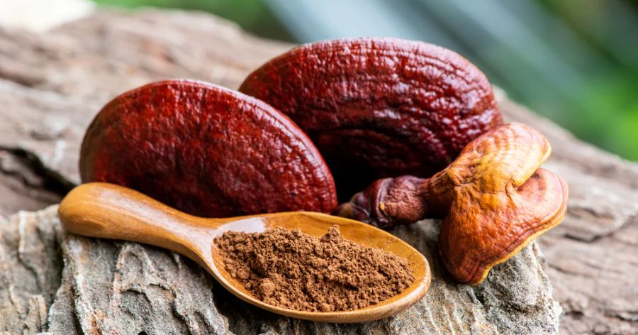 The Remarkable Reishi Mushroom: Beginners Guide