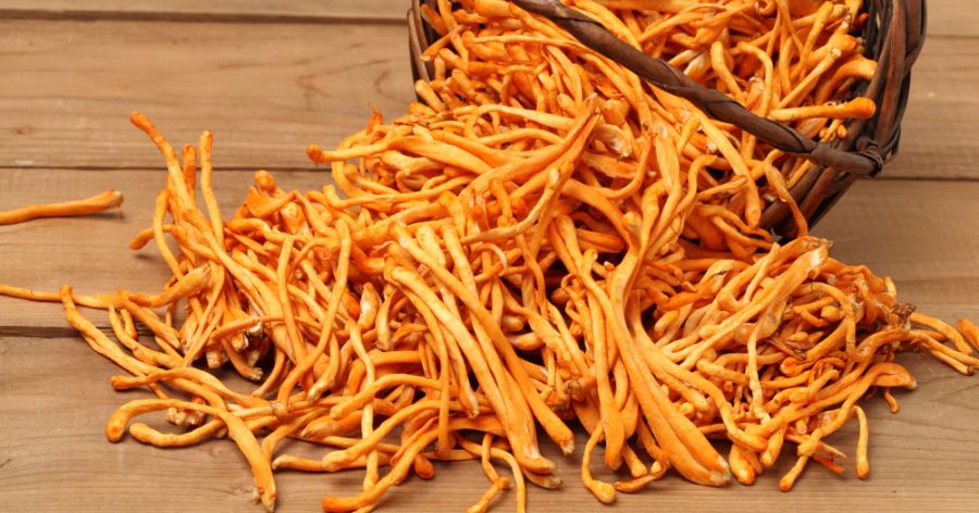 What are Cordyceps Mushrooms?