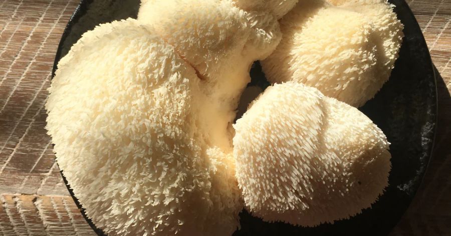 What is Lion's Mane?