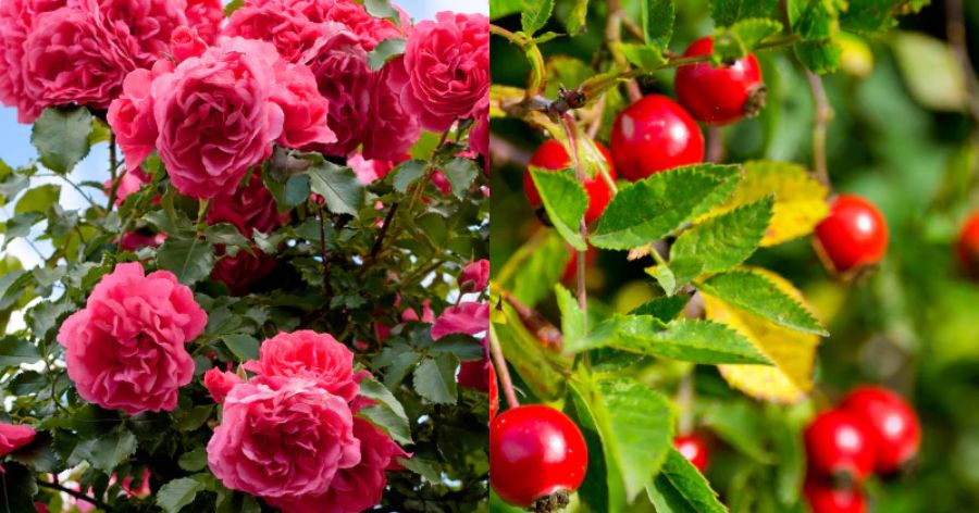 Rose tea benefits vs. Rosehip tea benefits