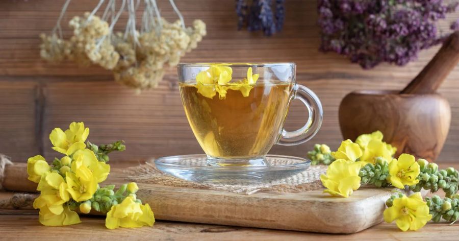 Mullein tea benefits
