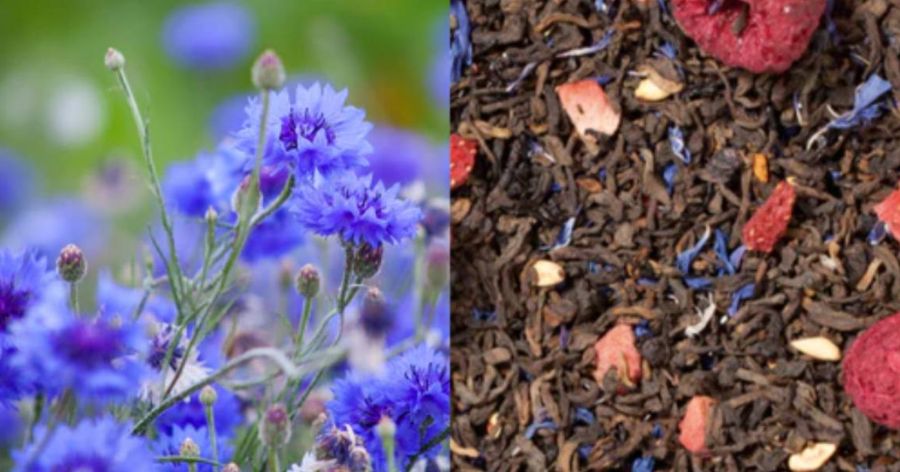 Nature's Healing: Blue Cornflower Tea Benefits