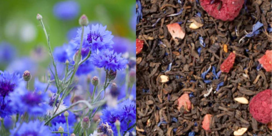 Nature's Healing: Blue Cornflower Tea Benefits