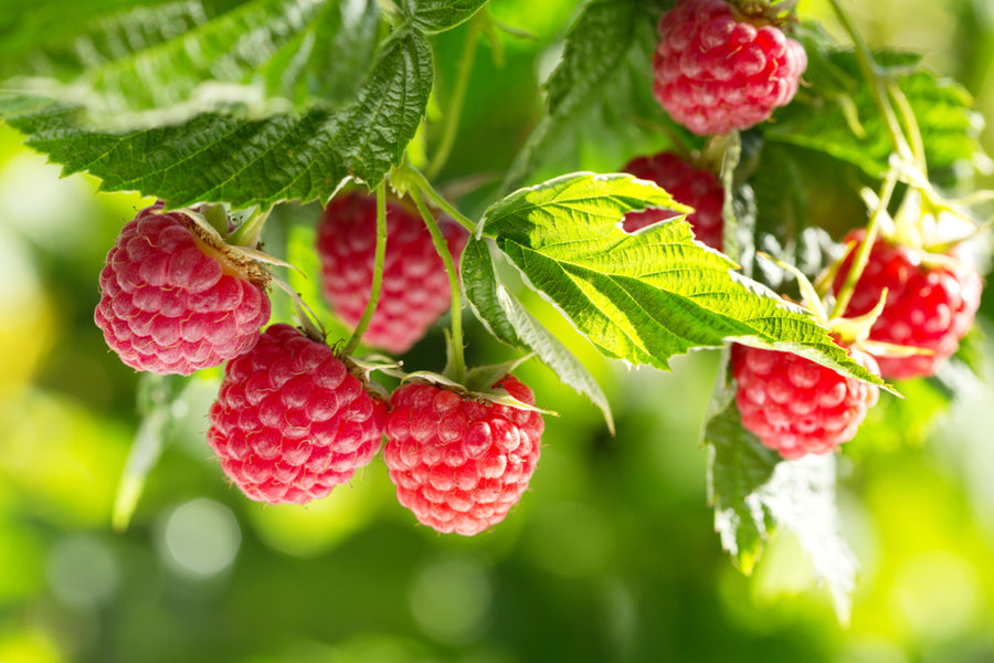 Raspberry Tea Benefits: A Comprehensive Guide