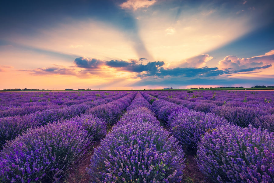 Lavender Tea Benefits: The Beginners Guide